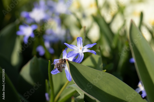 Blue Chionodoxa with bee, blaue Sternhyazinthe mit Biene photo