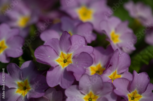 Purple-Yellow Primrose  Primel