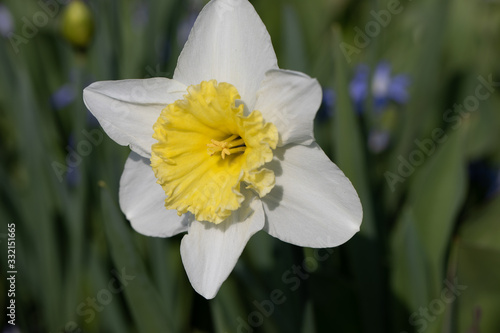 White-Yellow Daffodil, weiss-gelbe Osterklocke - Narzisse photo