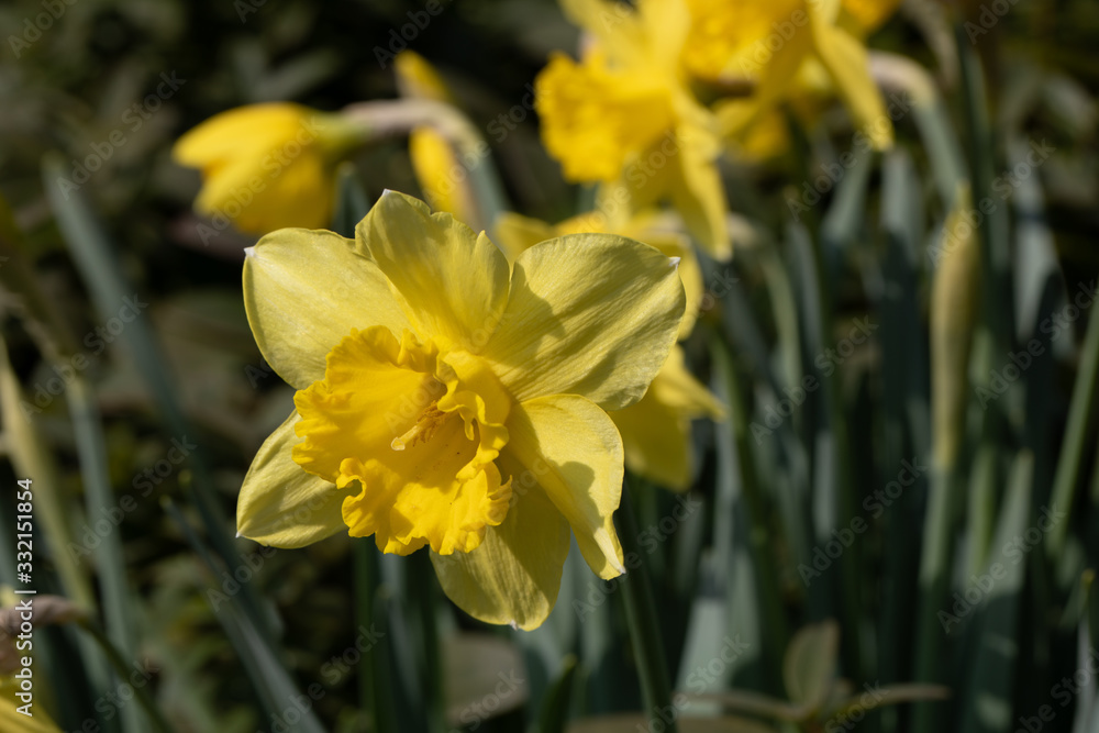 Yellow Daffodil, gelbe Osterklocke - Narzisse Yellow Daffodil, gelbe Osterklocke - Narzisse
