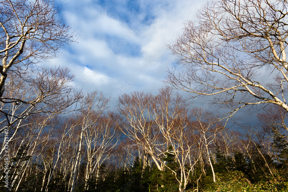 日本・北海道東部の国立公園、屈斜路湖の白樺 日本・北海道東部の国立公園、屈斜路湖の白樺