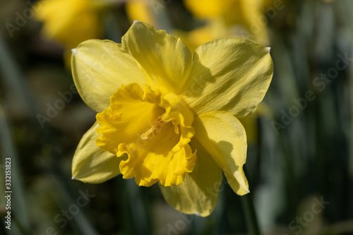 Yellow Daffodil  gelbe Osterklocke - Narzisse
