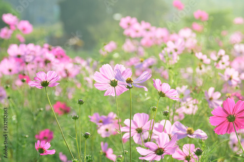 Cosmos flowers. Beautiful cosmos flowers in nature field. Pink flowers blossom in the natural.