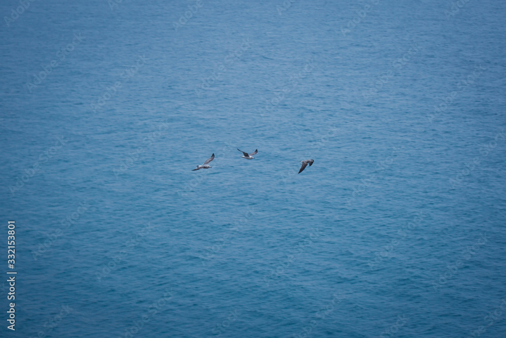 Three Seagull Birds Flying - with blue sea ocean background