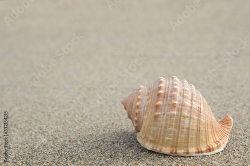 beautiful one shell The spiny bonnet or helmet shell (Galeodea echinophora ) on the sand.space for your text. photo