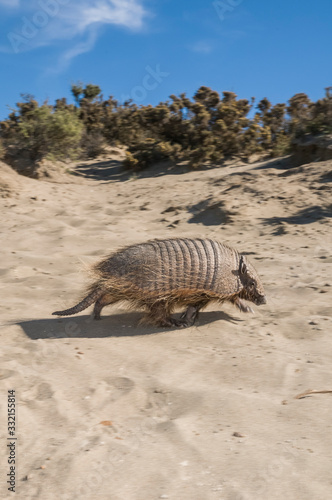 Armadillo in  desert environment, Peninsula Valdes, Patagonia, Argentina photo