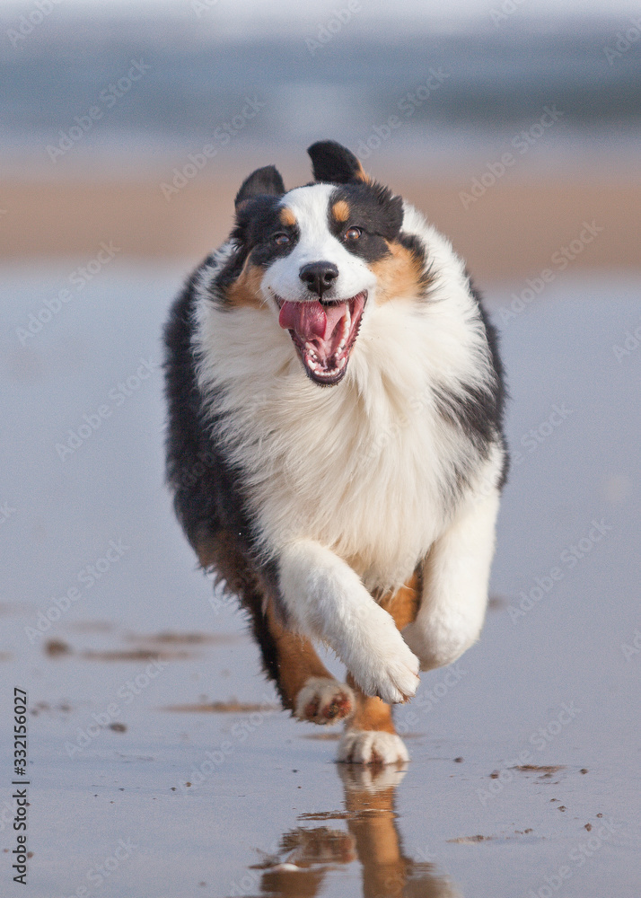 Perro Pastor Australiano corriendo por la playa con expresión de felicidad