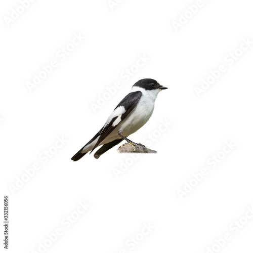 Male collared flycatcher (Ficedula albicollis) isolate on a white background.