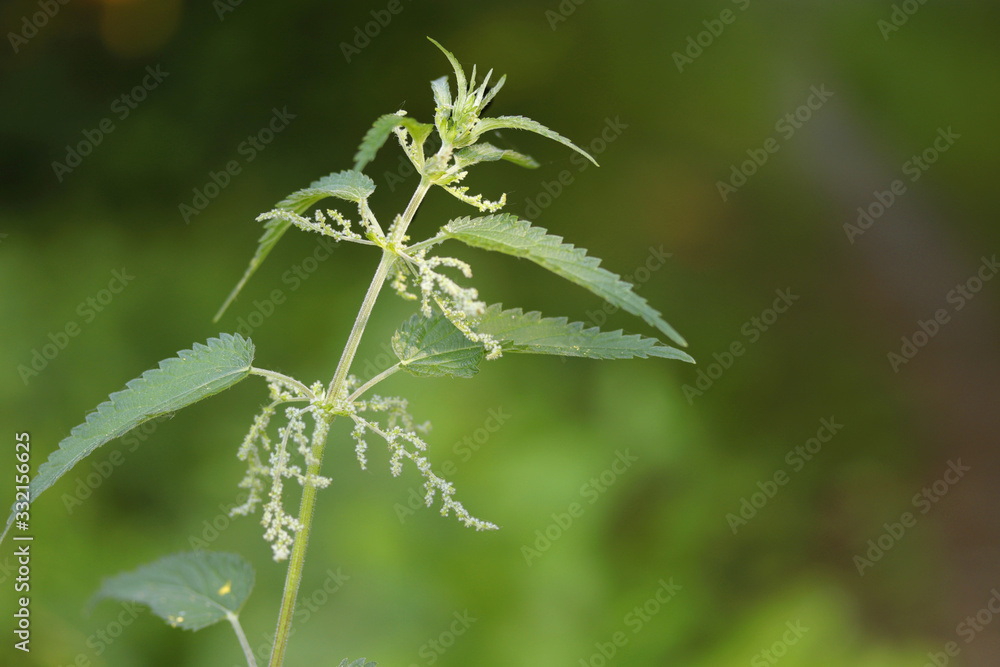 Stinging nettle Urtica dioica common nettle Stinging nettle Urtica dioica common nettle