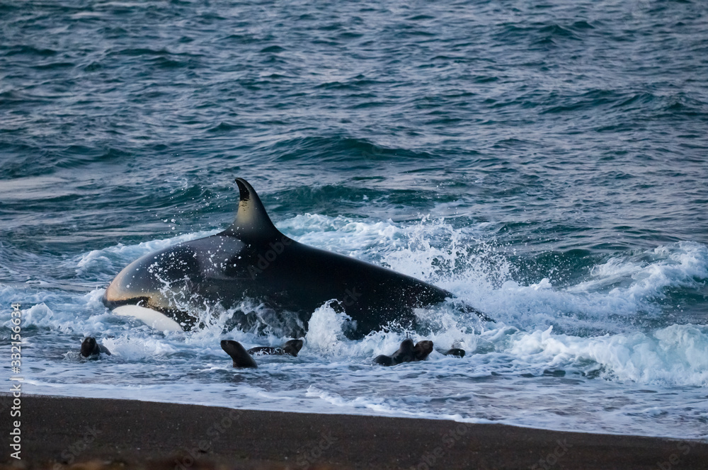Fototapeta premium Killer whale hunting sea lions on the paragonian coast, Patagonia, Argentina