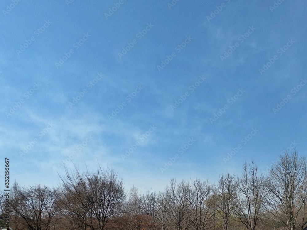 Many trees under the clear blue sky Many trees under the clear blue sky