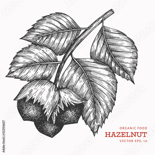 Hand drawn sketch hazelnut branch. Organic food vector illustration isolated on white background. Vintage nut illustration. Engraved style botanical picture.