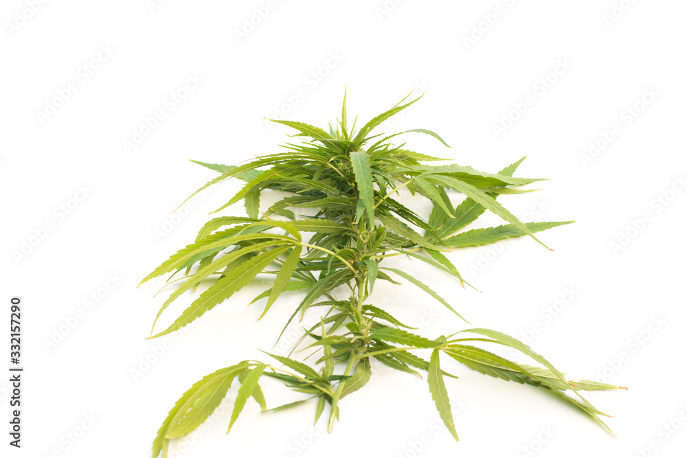 Closeup marijuana,Close up hand holding dry Growing organic cannabis background herb on the farm,Cannabis High Quality Closeup marijuana,Close up hand holding dry Growing organic cannabis background herb on the farm,Cannabis High Quality