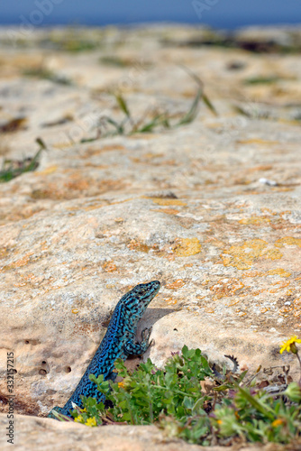 Pityuseneidechse (Podarcis pityusensis formenterae) auf Formentera, Spanien / Ibiza wall lizard on Formentera, Spain photo