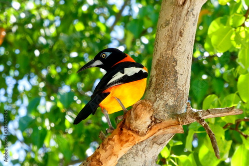 Orange schwarzer Trupiale Vogel sitzt auf einem Ast, Aruba, Karibik