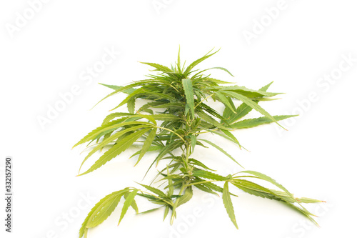 Closeup marijuana,Close up hand holding dry Growing organic cannabis background herb on the farm,Cannabis High Quality