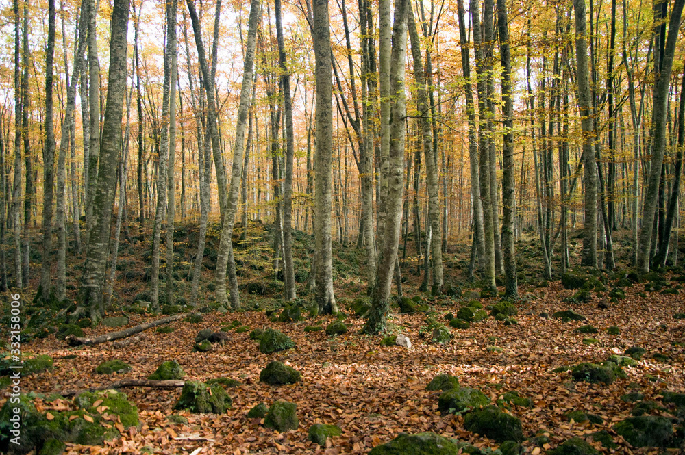 Beech forest of Jordáen in autumn, Natural area Beech forest of Jordáen in autumn, Natural area