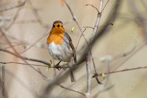 Robin bird perching on tree branch © Pedro Bigeriego