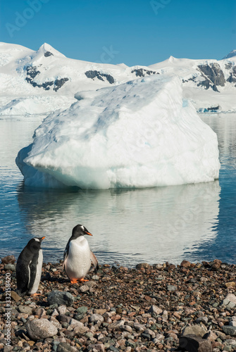  Gentoo Penguin on an antarctic beach  Neko harbour Antartica