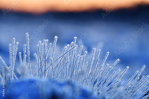 Snowy ground in bog with frozen plants, stems, staws at sunrise