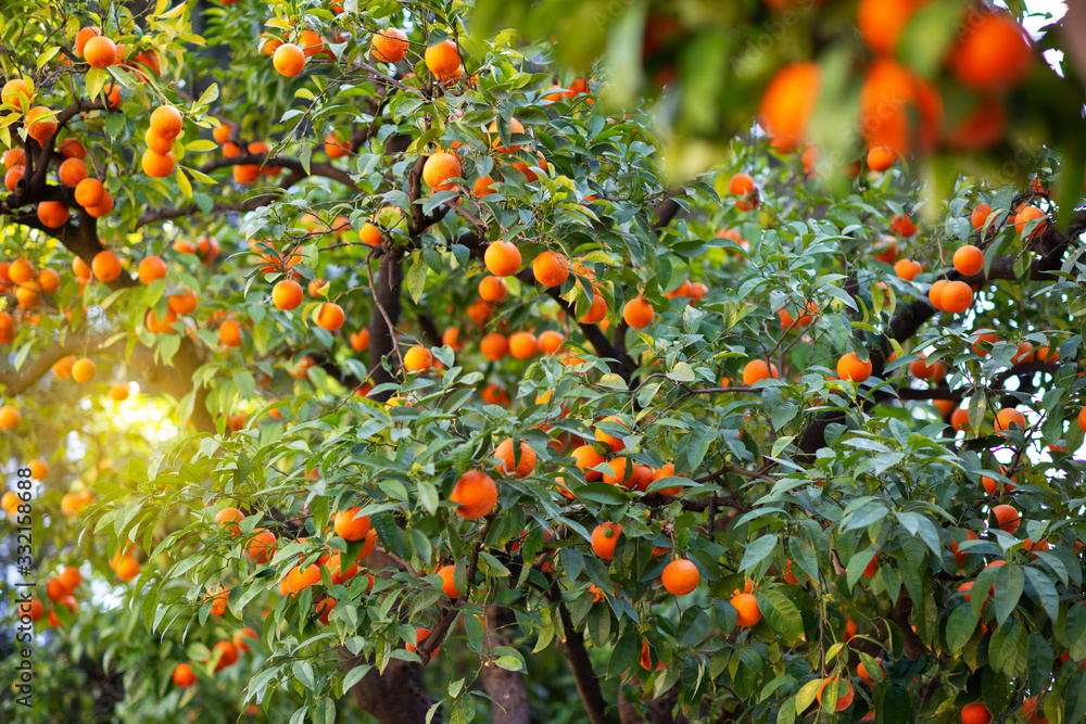 Orange tree with ripe fruits. Tangerine. Branch of fresh ripe oranges with leaves in sun beams. Satsuma tree picture. Citrus