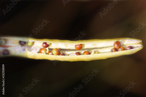 Unripe green rapeseed, rape, colza, canola with many seeds on a black background. Green rapeseed pods