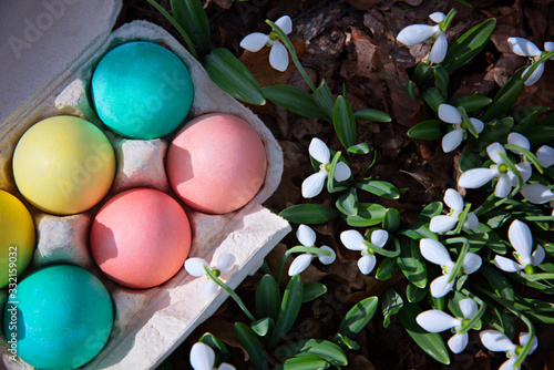 Tray with Easter colorful eggs on the grass next to blooming snowdrops in the spring forest. Easter concept.