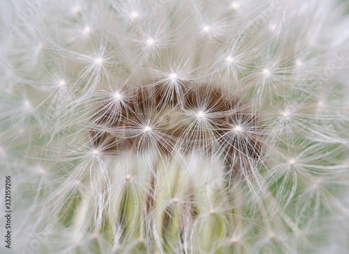 Beautiful dandelion Close-up. Touch of spring