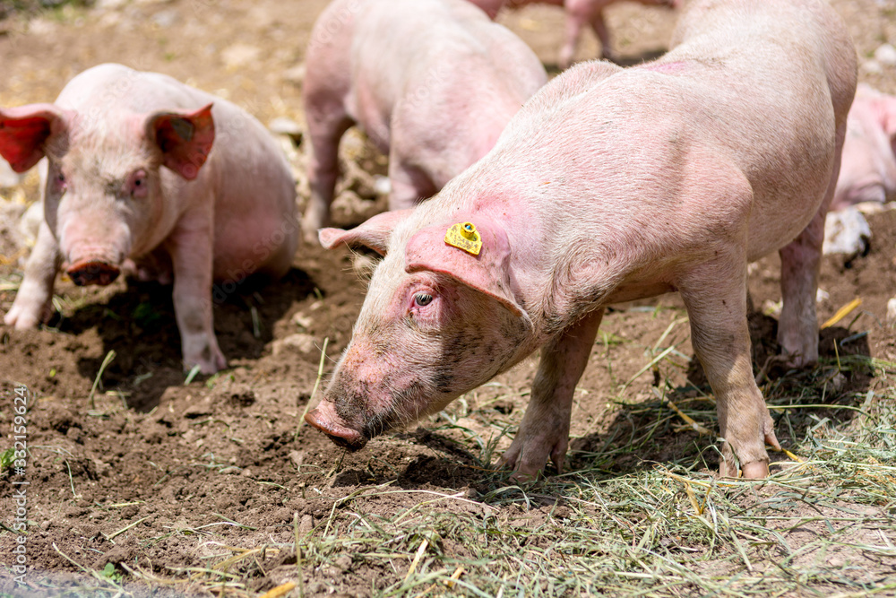 Pigs on a pig farm outdoor in animal friendly environment. Pigs on a pig farm outdoor in animal friendly environment.