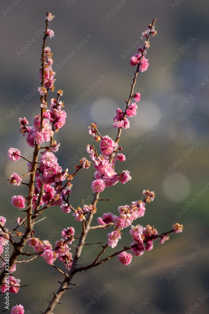 桜 桜