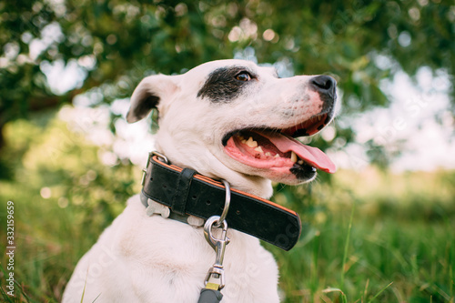 Picture of beautiful big black and white dog relaxes in the summer in the garden or park in good weather