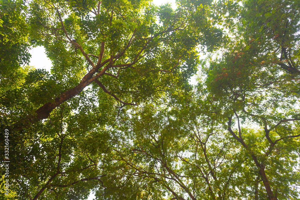Obraz premium Tree branches and leaves on sky with clouds background.