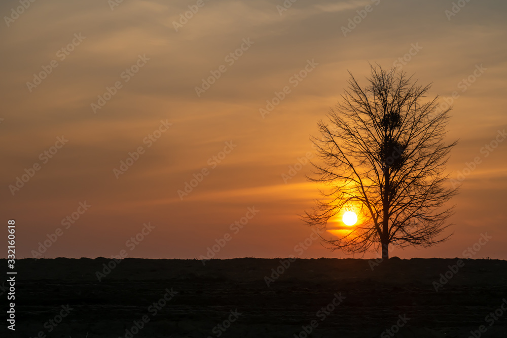 Magical sunrise sun behind the tree. There is a golden sky in the background Magical sunrise sun behind the tree. There is a golden sky in the background