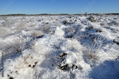 Snowy landscape in bog at sunny morning, early in spring photo