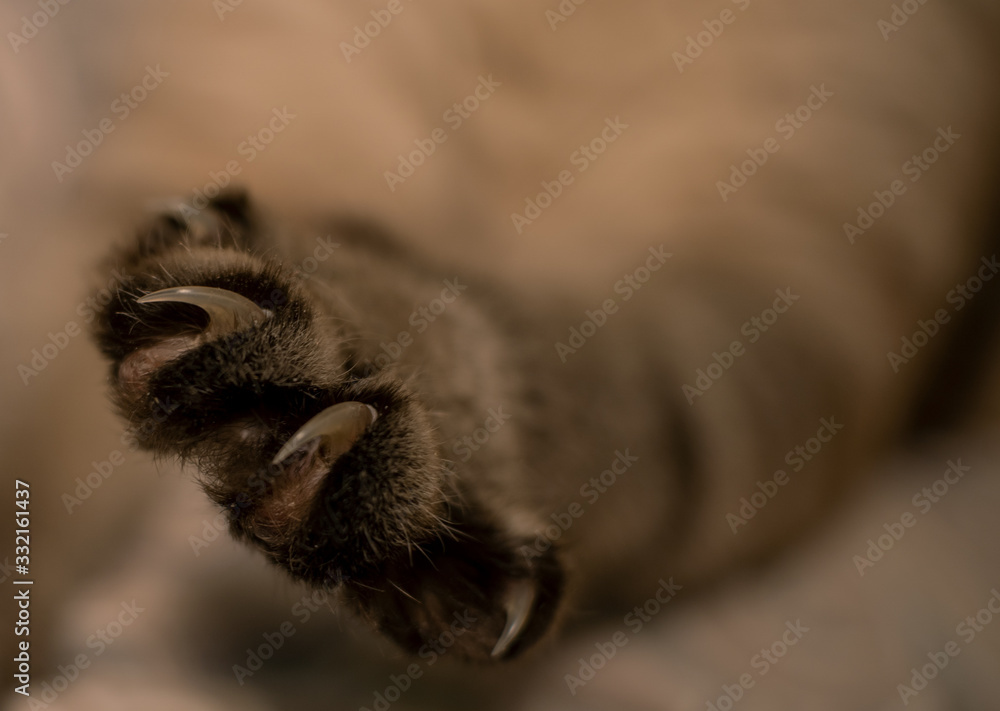 The cat released its claws. Cat's paw. The cat released its claws. Cat's paw.