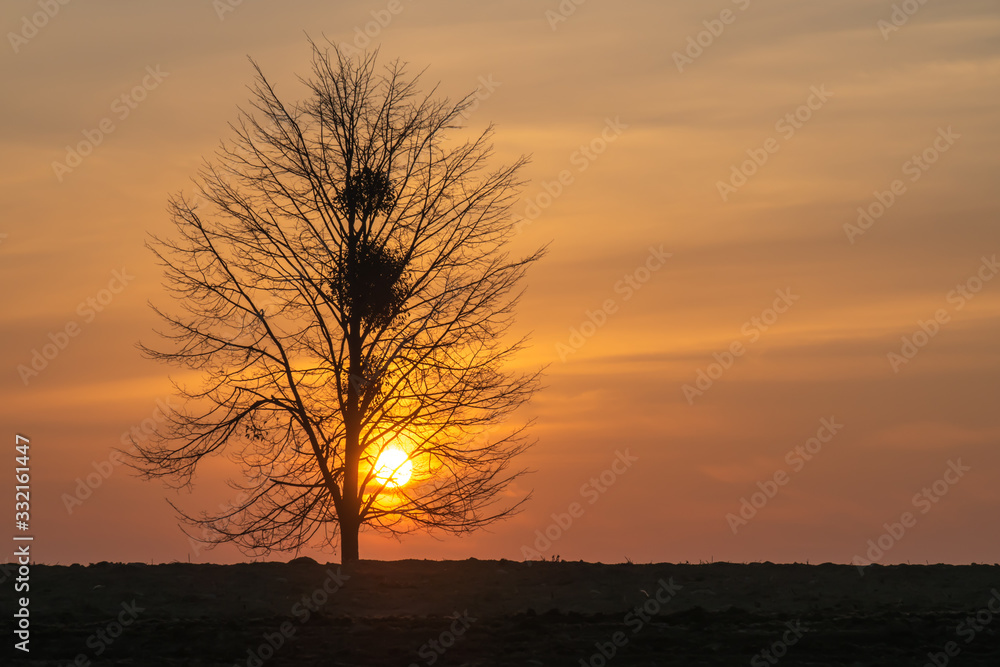 Magical sunset sun behind the tree. There is a golden sky in the background