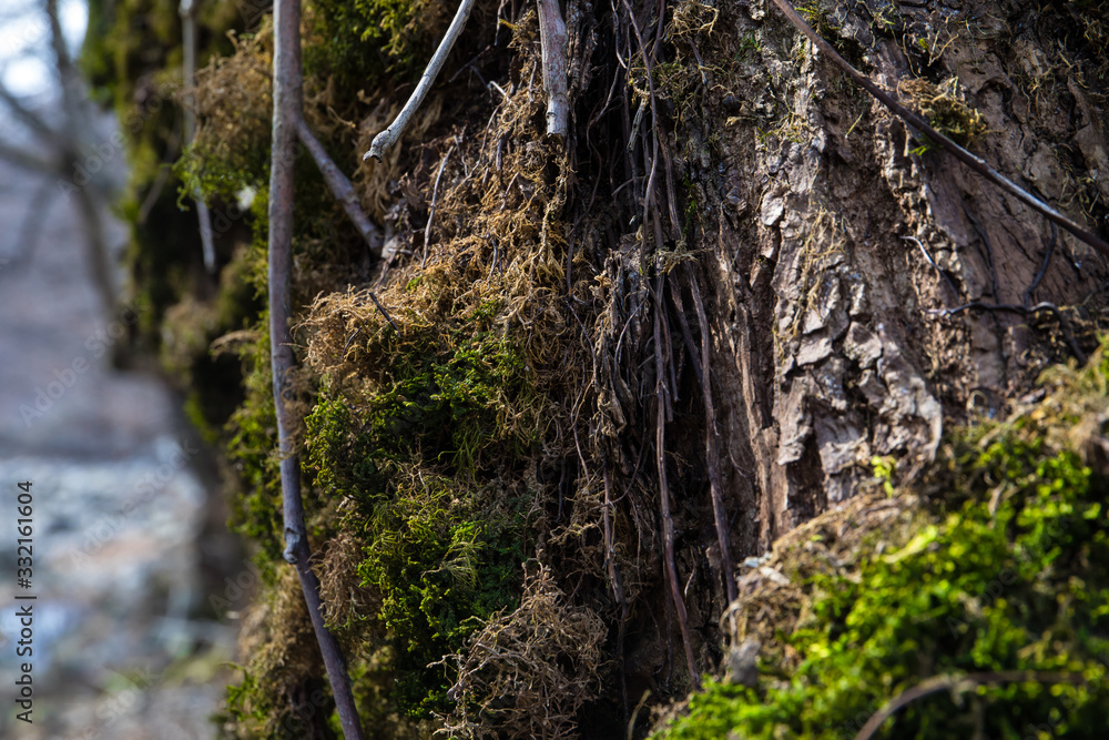 tree with moss on roots in a green forest or moss on tree trunk. Tree bark with green moss. Azerbaijan nature. tree with moss on roots in a green forest or moss on tree trunk. Tree bark with green moss. Azerbaijan nature.