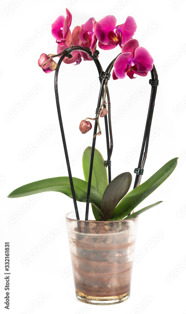 Blooming red orchid in a flower pot on a white background. Isolated.