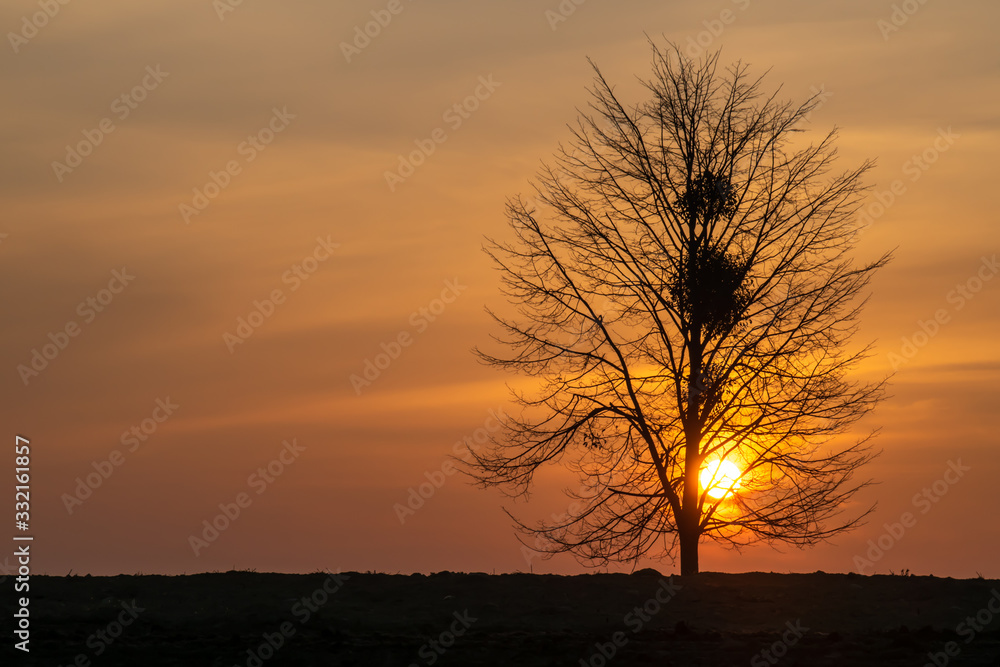 Magical sunrise sun behind the tree. There is a golden sky in the background