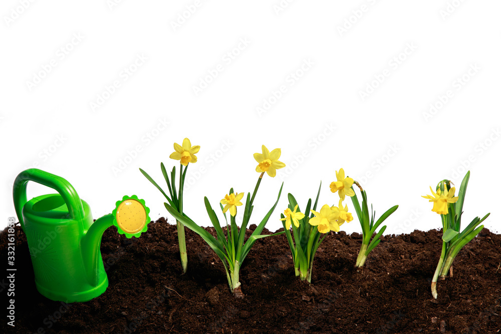 yellow flowers and soil on wooden table. Spring and work in garden. Yellow daffodils on different colors background yellow flowers and soil on wooden table. Spring and work in garden. Yellow daffodils on different colors background