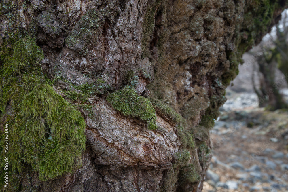 tree with moss on roots in a green forest or moss on tree trunk. Tree bark with green moss. Azerbaijan nature.