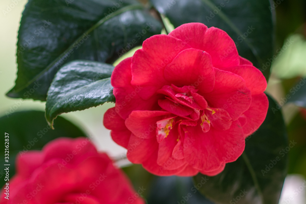 Blooming red camellia japonica emperror of russia Blooming red camellia japonica emperror of russia