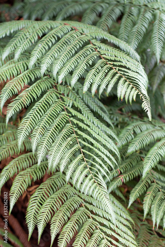Green leaf of rough tree fern