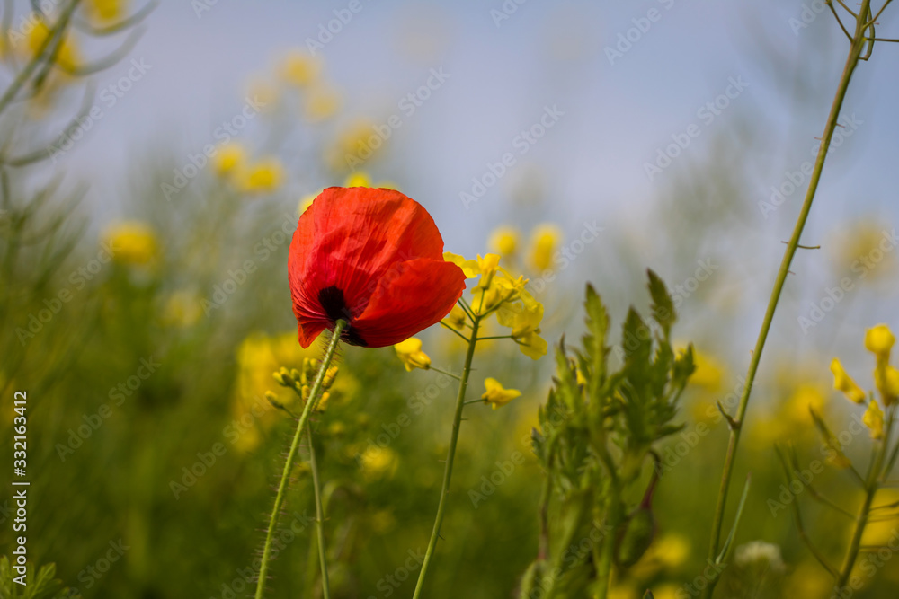 Obraz premium Klatschmohn (Papaver rhoes)