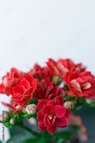 Fototapeta Naklejka Na Ścianę i Meble -  Red flowers of a small Kalanchoe