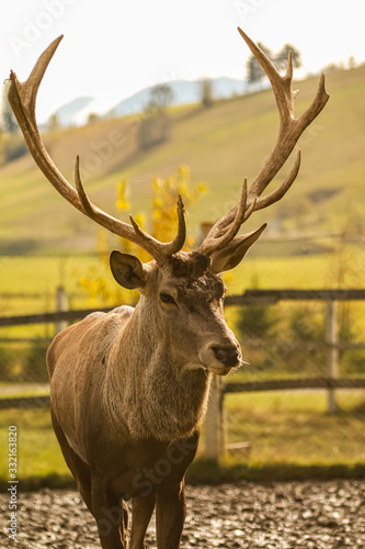 Adult dear in captivity in the autumn landscape.