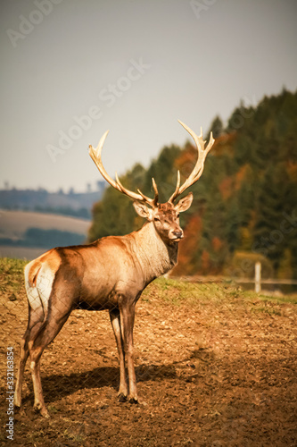 Adult deer in captivity in the autumn landscape. photo