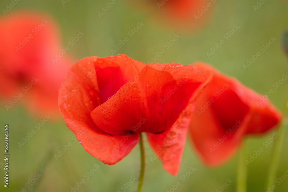 Obraz premium Klatschmohn (Papaver rhoes)