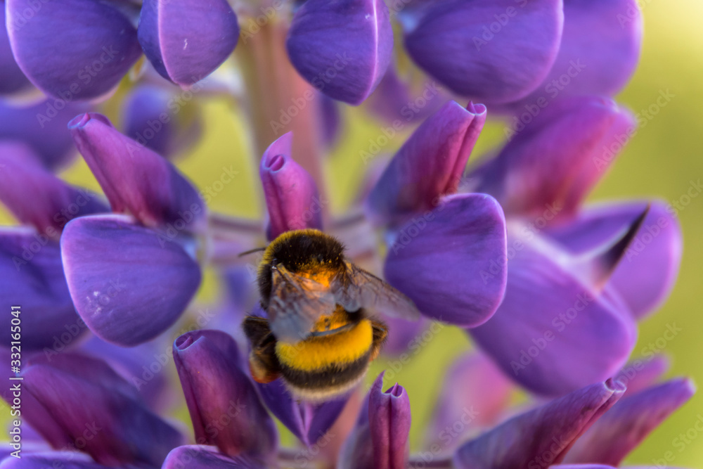 Close up view of a bumblebee pollinizing a colorful lupine flower during spring season Close up view of a bumblebee pollinizing a colorful lupine flower during spring season