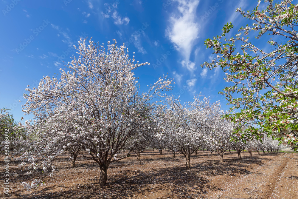 Rows of Almond blossom trees in orchard against a blue sky Rows of Almond blossom trees in orchard against a blue sky